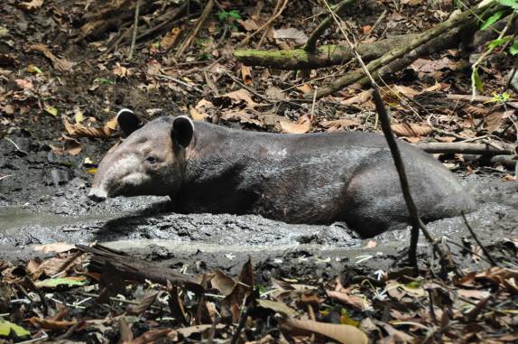 Uma anta se delicia em poça de lama na floresta do Parque Nacional Corcovado, na Península de Osa, no sul da Costa Rica